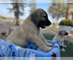 Small Photo #17 Kangal Dog Puppy For Sale in WACO, TX, USA