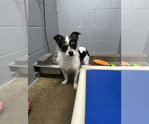 Chihuahua Mix Dog for Adoption in Evansville, Indiana USA