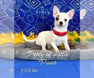 Father of the Chihuahua puppies born on 04/26/2026