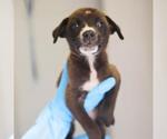 Small Labrador Retriever Mix