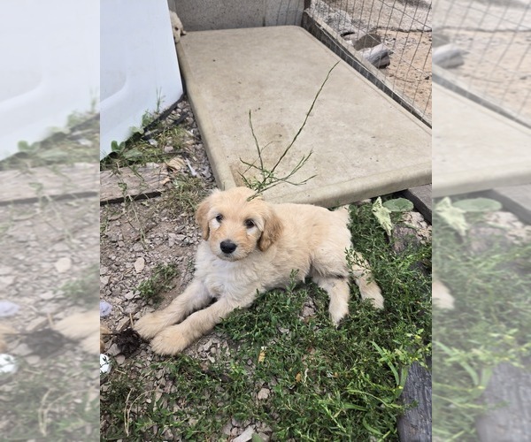 Medium Photo #4 Labradoodle Puppy For Sale in ATHELSTANE, WI, USA