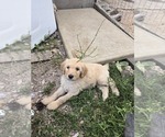 Small #3 Labradoodle