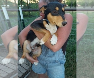 Basenji Puppy for sale in WEATHERFORD, TX, USA
