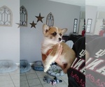 Small Photo #4 Pembroke Welsh Corgi Puppy For Sale in INDIANAPOLIS, IN, USA