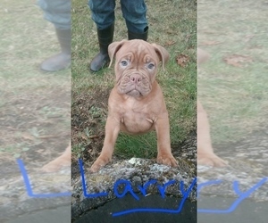 Olde English Bulldogge Puppy for sale in CONFLUENCE, PA, USA
