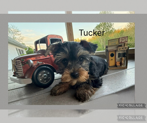 Medium Photo #4 Yorkshire Terrier Puppy For Sale in BENNINGTON, IN, USA