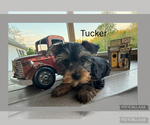 Small #3 Yorkshire Terrier