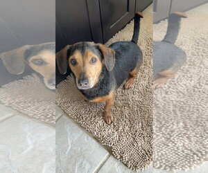 Mutt Dogs for adoption in Shelburne, VT, USA