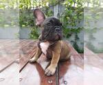 Small Photo #9 French Bulldog Puppy For Sale in HOLLYWOOD, CA, USA
