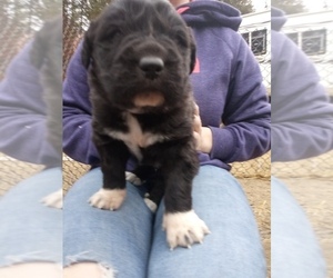 Newfoundland-Saint Bernard Mix Puppy for sale in COLVILLE, WA, USA