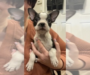 Boston Terrier Puppy for sale in FREDONIA, KS, USA