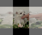 Small #2 Maltese