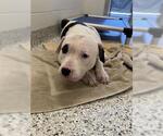 Small American Pit Bull Terrier
