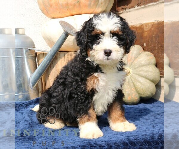 Medium Photo #1 Bernedoodle (Miniature) Puppy For Sale in NARVON, PA, USA