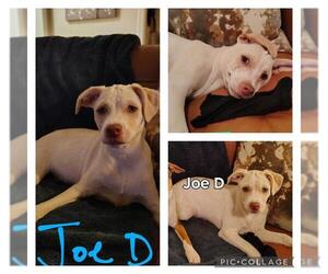 Mutt Dogs for adoption in San Antonio, TX, USA