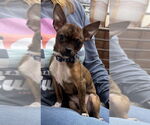 Small Chihuahua Mix