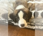 Small #1 Saint Bernard Mix