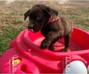 Labrador Retriever Puppy for sale in SANGER, TX, USA