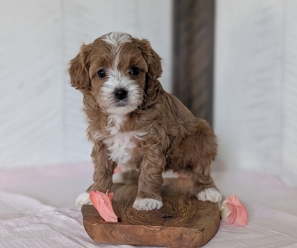 Medium Photo #10 Cavapoo (Miniature) Puppy For Sale in GOSHEN, IN, USA
