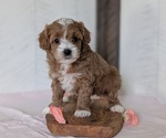 Small #9 Cavapoo (Miniature)