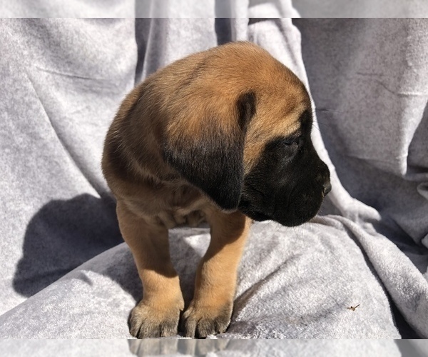 Medium Photo #5 Mastiff Puppy For Sale in BRANTLEY, AL, USA