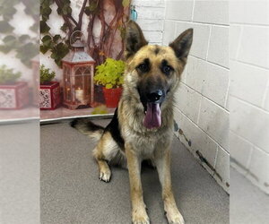 German Shepherd Dog Dogs for adoption in San Bernardino, CA, USA