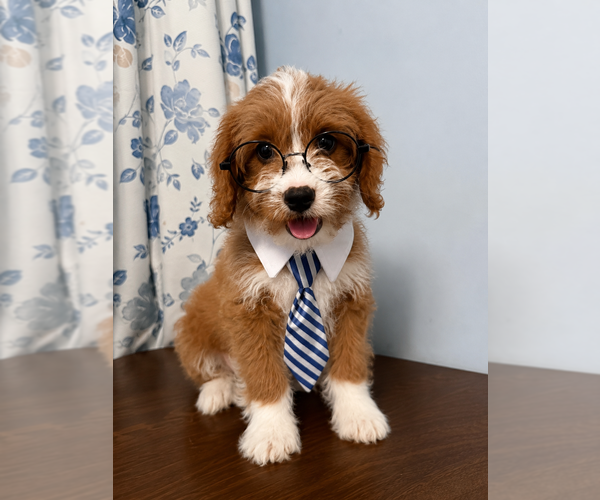 Medium Photo #19 Cavapoo (Miniature) Puppy For Sale in DURHAM, CT, USA