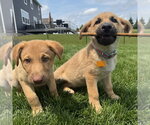 Small #7 Shepradors