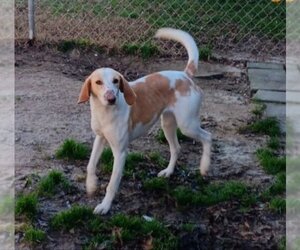 Mutt Dogs for adoption in Rocky Mount, NC, USA