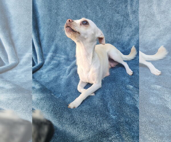 Medium Photo #5 Chihuahua-Unknown Mix Puppy For Sale in San Francisco, CA, USA