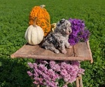Small #4 Poodle (Toy)