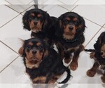 Small Photo #2 Cavalier King Charles Spaniel Puppy For Sale in PORT ORCHARD, WA, USA