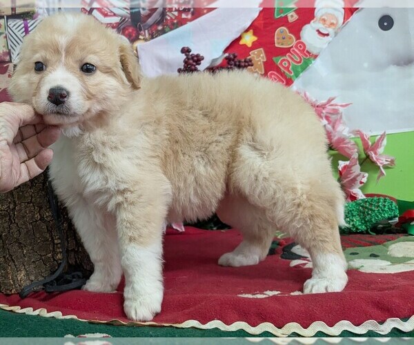 Medium Photo #1 English Shepherd Puppy For Sale in HAMMOND, IN, USA