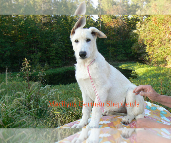 Medium Photo #2 German Shepherd Dog Puppy For Sale in PIEDMONT, MO, USA
