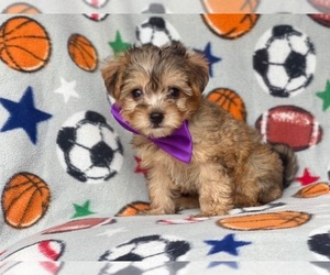 Poodle (Miniature)-Shorkie Tzu Mix Puppy for sale in LAKELAND, FL, USA