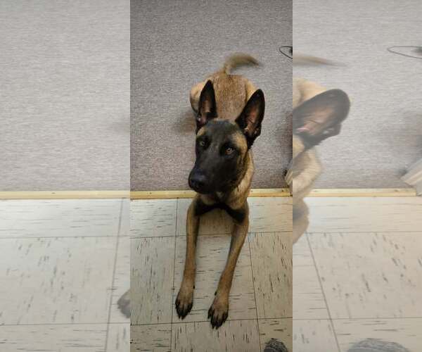 Medium Photo #5 Mutt Puppy For Sale in Westwood, NJ, USA