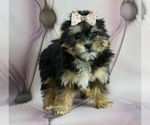 Small #2 Poodle (Toy)-Yorkshire Terrier Mix