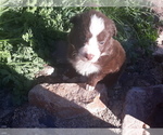 Small Photo #1 Border Collie Puppy For Sale in ORACLE, AZ, USA