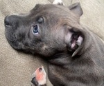 Puppy 3 American Bully