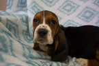 Small Photo #3 Basset Hound Puppy For Sale in PETERSBURG, IN, USA