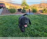 Small Photo #18 Labrador Retriever Puppy For Sale in APPLE VALLEY, CA, USA