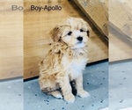 Puppy 2 Aussiedoodle Miniature 