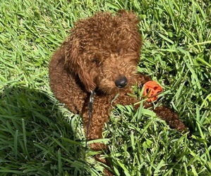 Goldendoodle Puppy for sale in DELRAY BEACH, FL, USA