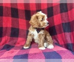 Small #9 Cavapoo