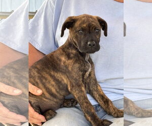 Boxer-Retriever  Mix Dogs for adoption in Rustburg, VA, USA