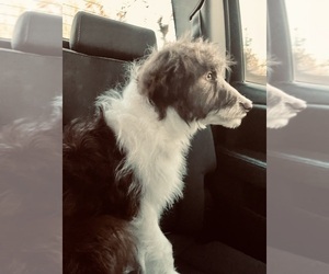 Miniature Australian Shepherd-Poodle (Standard) Mix Puppy for sale in ELKIN, NC, USA