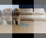 Puppy Jerry Goldendoodle (Miniature)