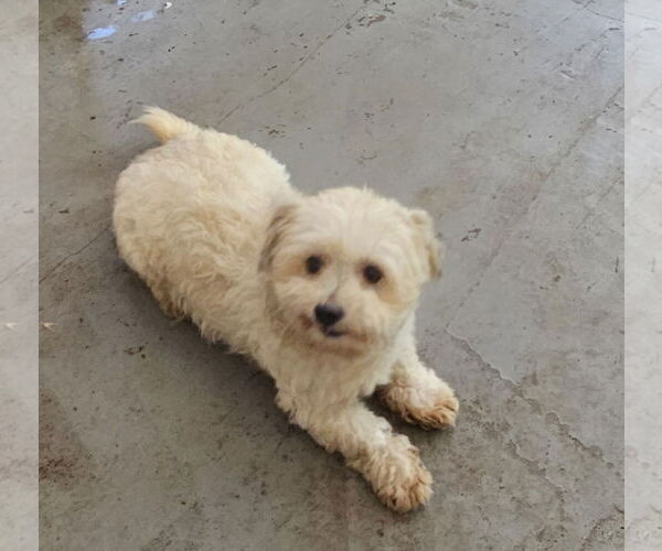 Medium Photo #5 Maltipoo Puppy For Sale in Chico, CA, USA