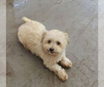 Small #4 Maltipoo