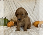 Small #3 Golden Retriever